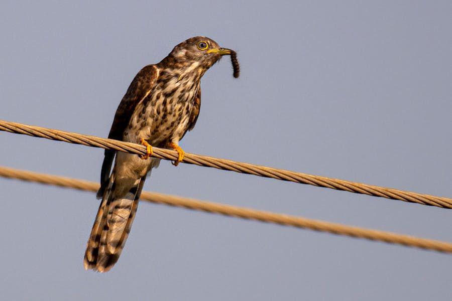 Kenapa Burung Tidak Kesetrum saat Bertengger di Kabel?