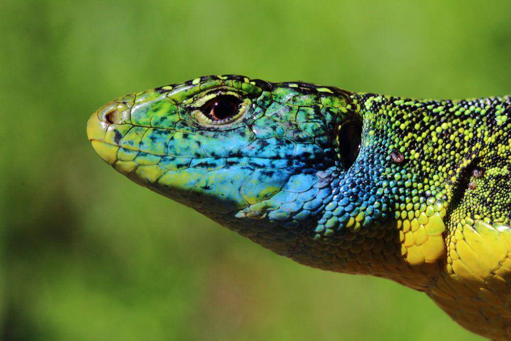 Kadal hijau barat (inaturalist.org/Kilian Marquis)