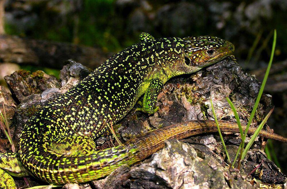 Kadal hijau barat (inaturalist.org/Jean Nicolas)