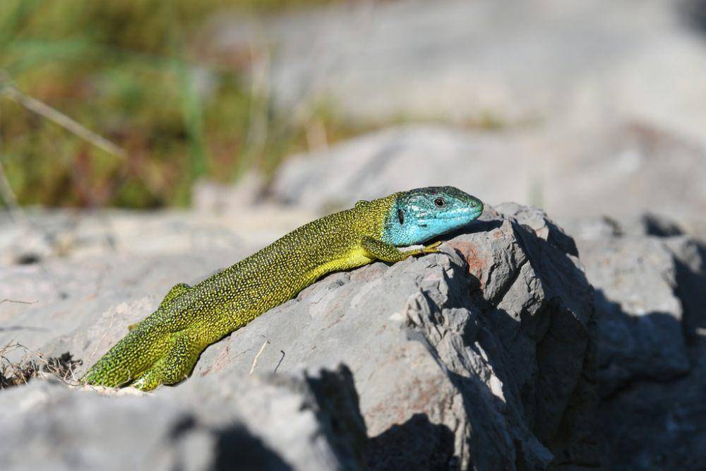 Kadal hijau barat (inaturalist.org/Paolo Refolo)