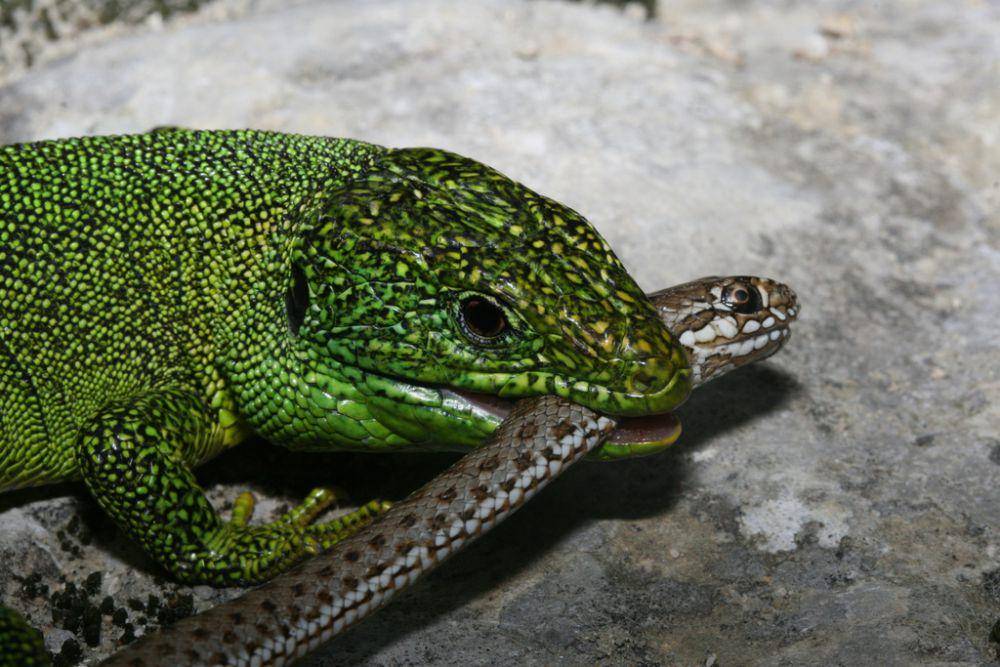Kadal hijau barat (inaturalist.org/Manuel Ruedi)