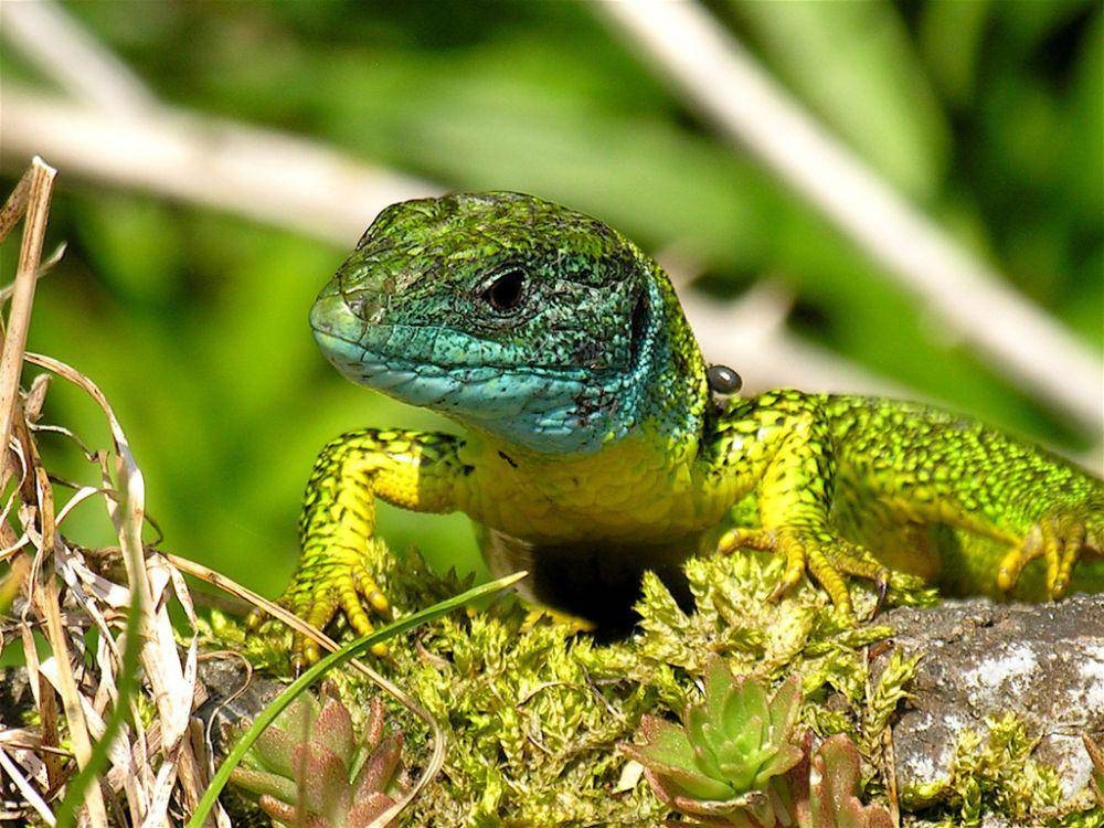 Kadal hijau barat (inaturalist.org/Marco Grandis)