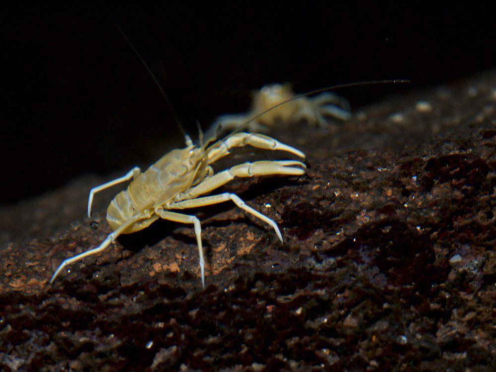 potret kepiting buta penghuni pedalaman gua (Wikimedia Commons/Frank Vassen)