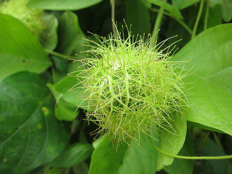 Ilustrasi buah rambusa (commons.m.wikimedia.org/Shijan Kaakkara)