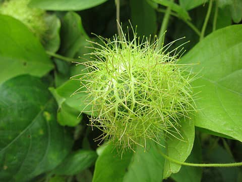 Buah Kecil Berselimut Rambut, tapi Bukan Rambutan, Ini 6 Fak | IDN Times