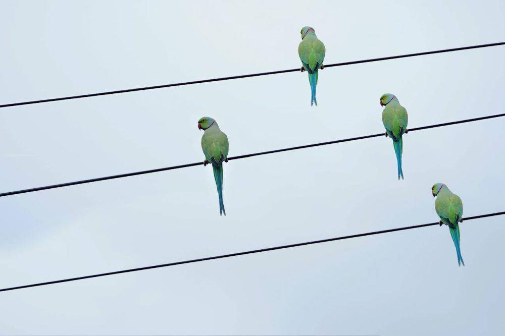 ilustrasi burung bertengger di atas kabel listrik (pexels.com/Ankit Rainloure)