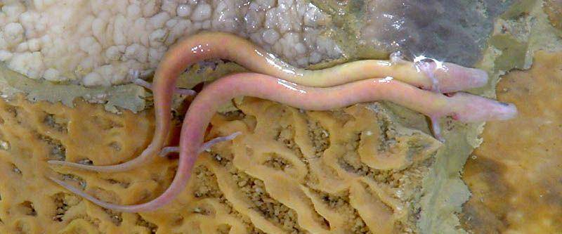 potret salamander olm di pedalaman goa (Wikimedia Commons/Boštjan Burger)