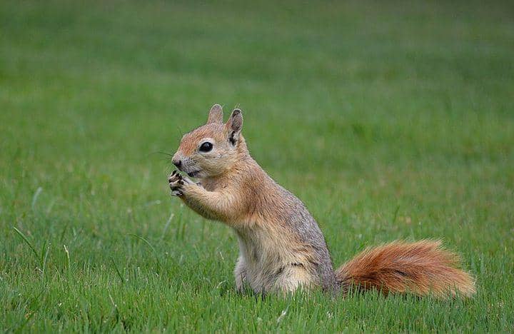 Caucasian squirrel (commons.wikimedia.org/Mohammad Amin Ghaffari)