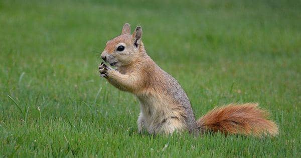 4 Satwa Memukau yang Hidup di Azerbaijan, Ada yang Hampir Punah!