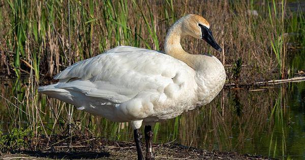 5 Fakta Unik Trumpeter Swan, Angsa yang Hidup di Tiga Negara!