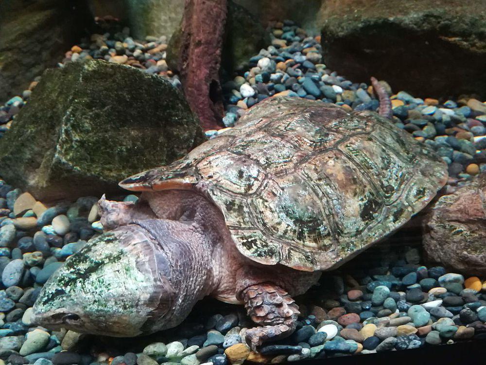 big-headed turtle atau penyu berkepala besar (commons.wikimedia.org/Jony Cooper)