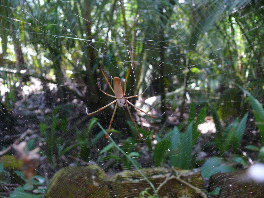 banana spider atau laba-laba pisang (commons.wikimedia.org/Arria Belli)