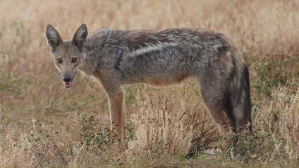 Side-striped jackal (commons.m.wikimedia.org/Michael Bakker Paiva)