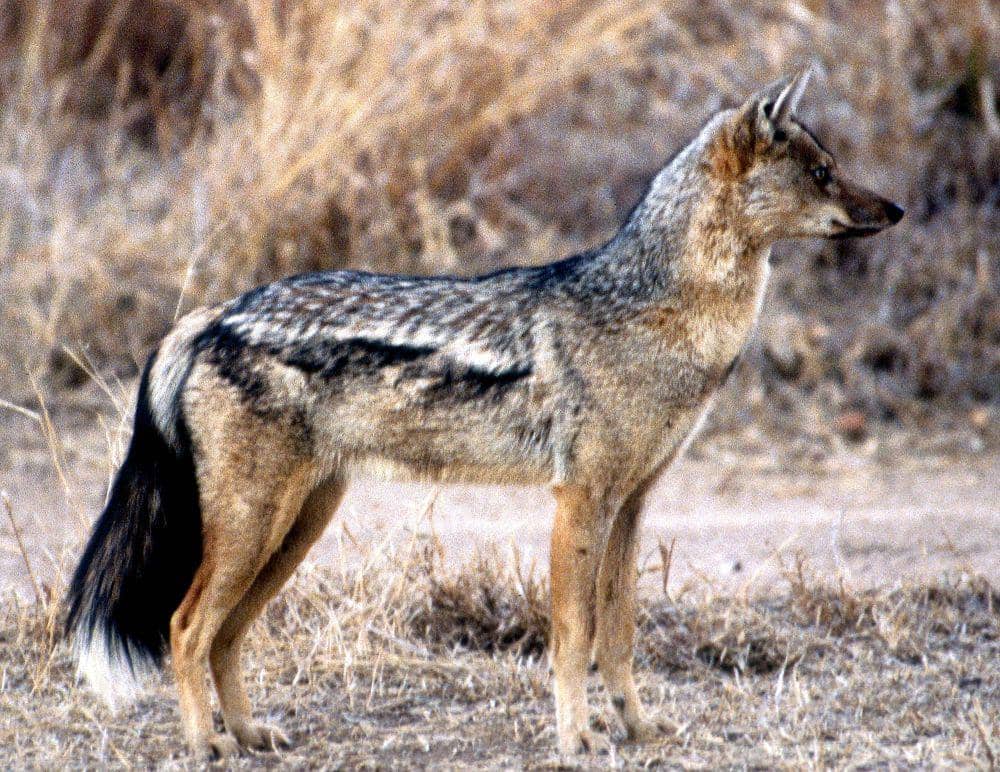 Side-striped jackal (commons.m.wikimedia.org/Thomas A. Hermann, NBII)