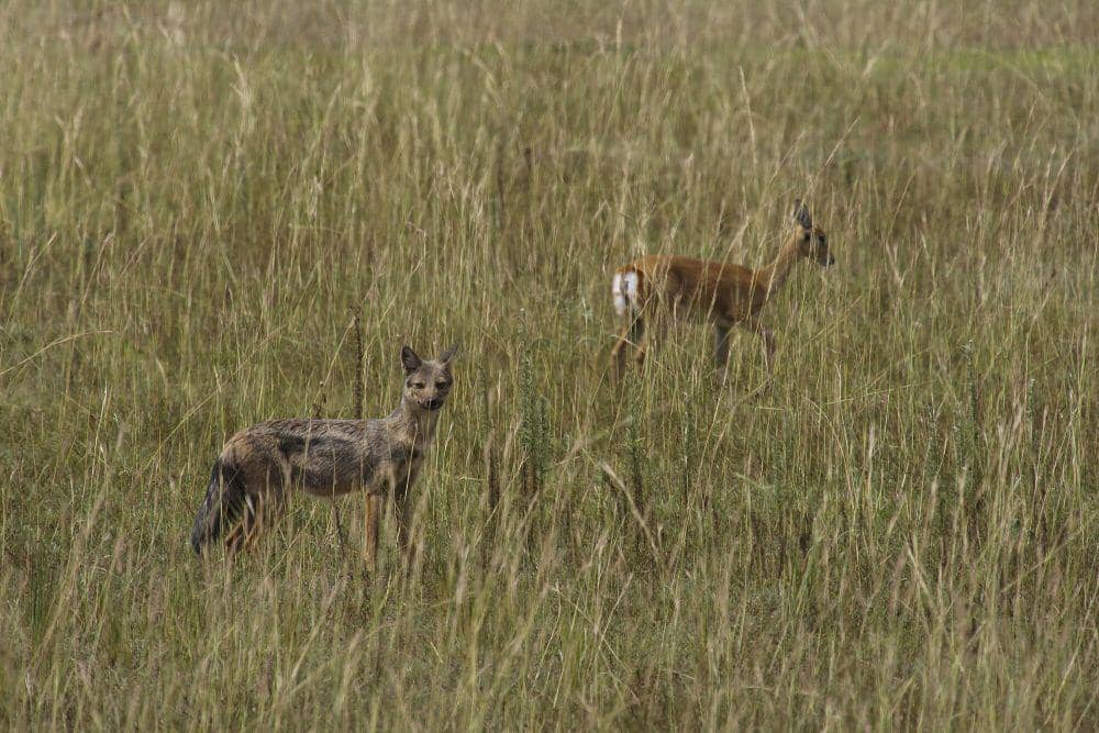 Side-striped jackal (commons.m.wikimedia.org/Thomas Fuhrmann)