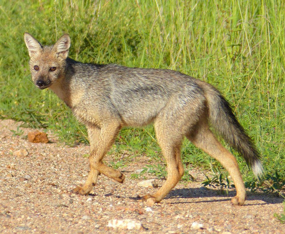 Side-striped jackal (commons.m.wikimedia.org/Bernard Dupont)