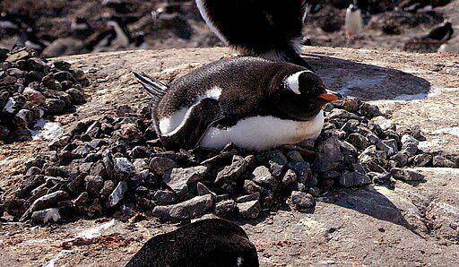 penguin gentoo di sarangnya (commons.wikimedia.org/ Jason Auchderivative)