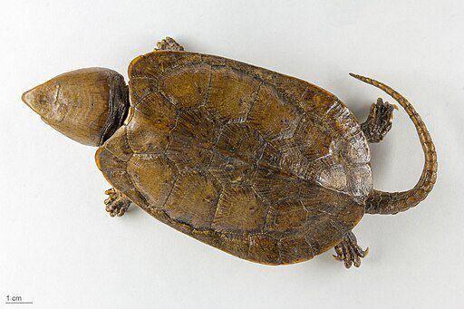 kura-kura kepala besar (commons.wikimedia.org/ Muséum de Toulouse)