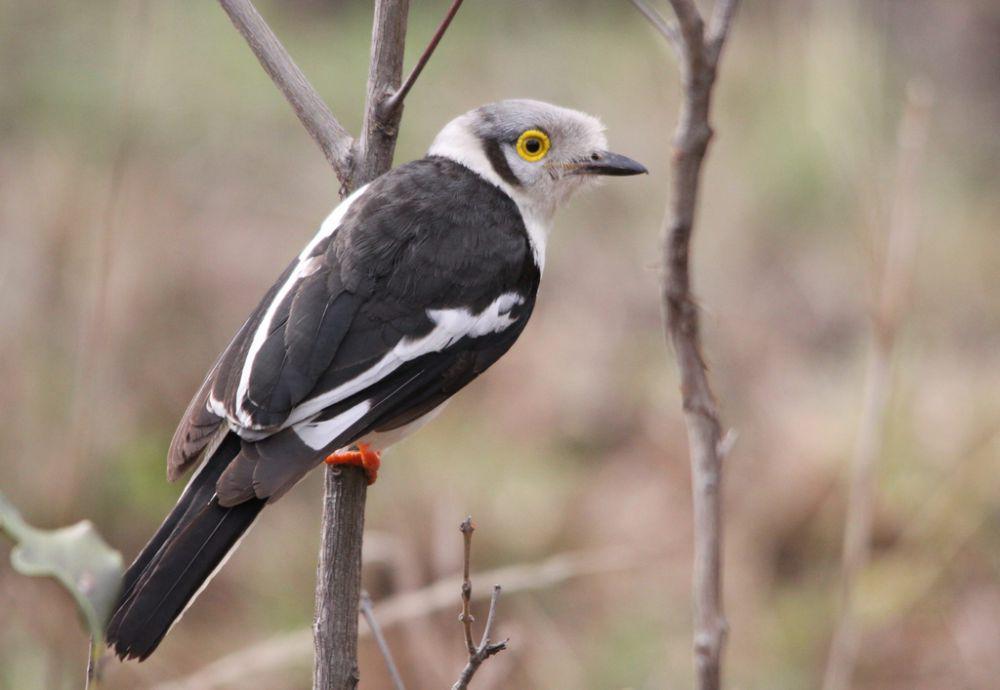 ilustrasi burung White-crested Helmetshrike (flickr.com/dkeats)