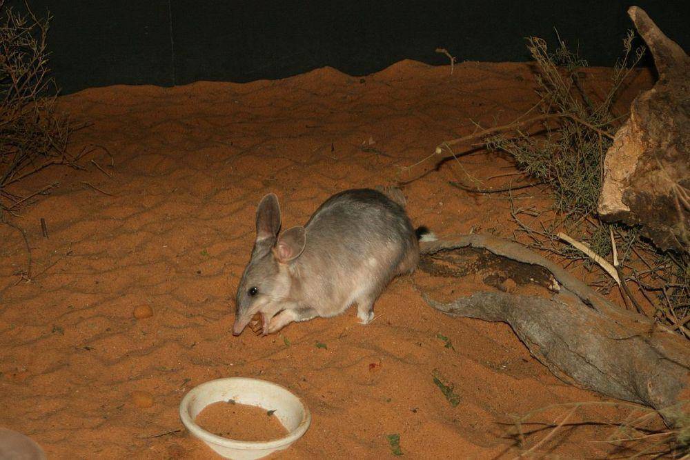 Bilby (stephentrepreneur from Adelaide, Australia, CC BY-SA 2.0, via Wikimedia Commons)