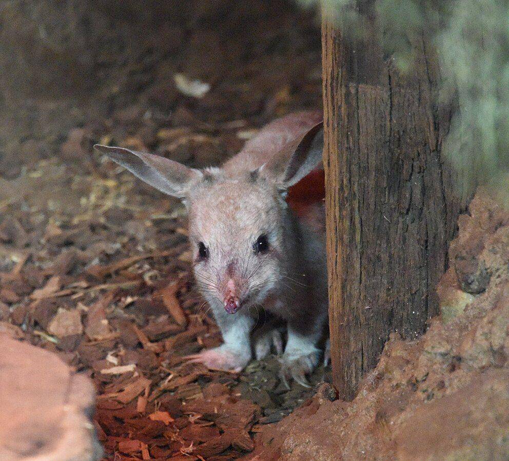 Bilby ( Sardaka, CC BY-SA 4.0, via Wikimedia Commons)