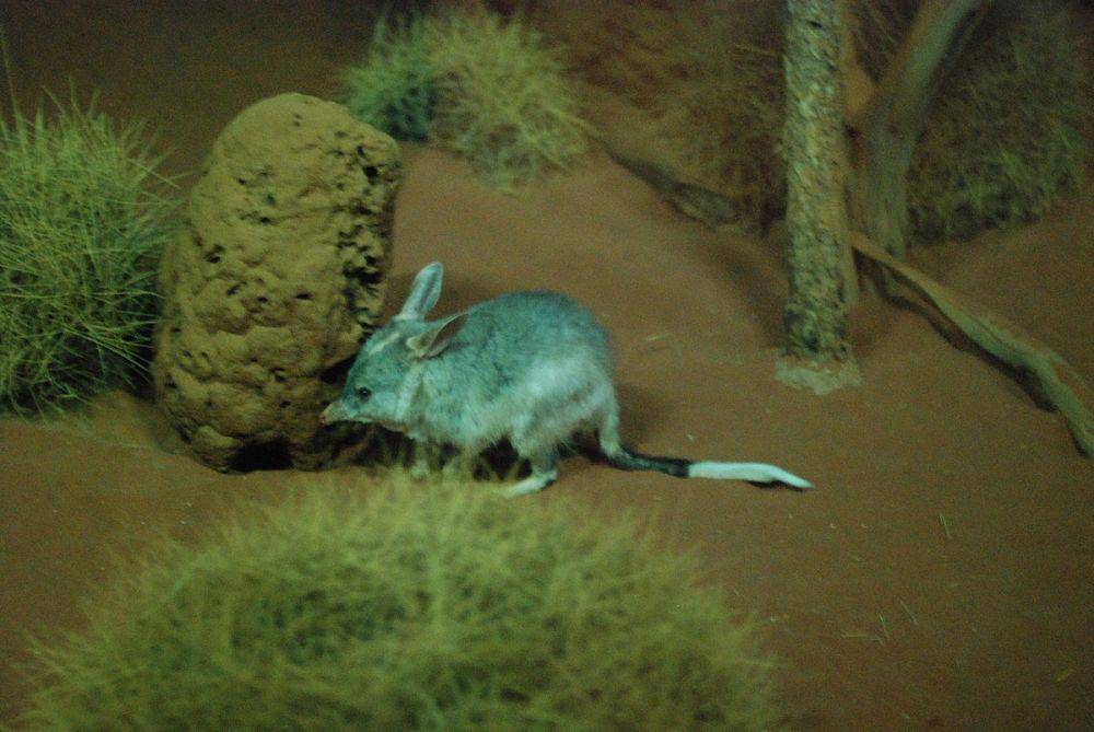Bilby (Richard Fisher, CC BY 2.0, via Wikimedia Commons)