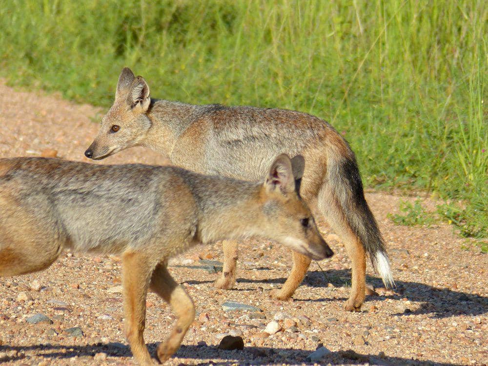 Side-striped jackal (commons.m.wikimedia.org/Bernard Dupont)
