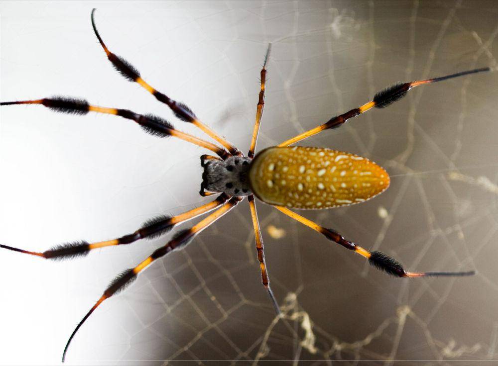 banana spider atau laba-laba pisang (commons.wikimedia.org/David Maiolo)