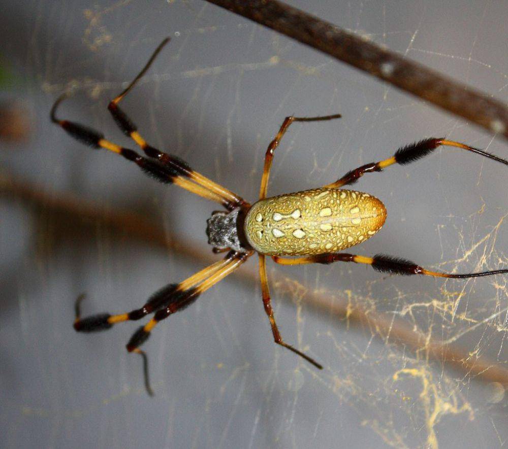 banana spider atau laba-laba pisang (commons.wikimedia.org/Ltshears)