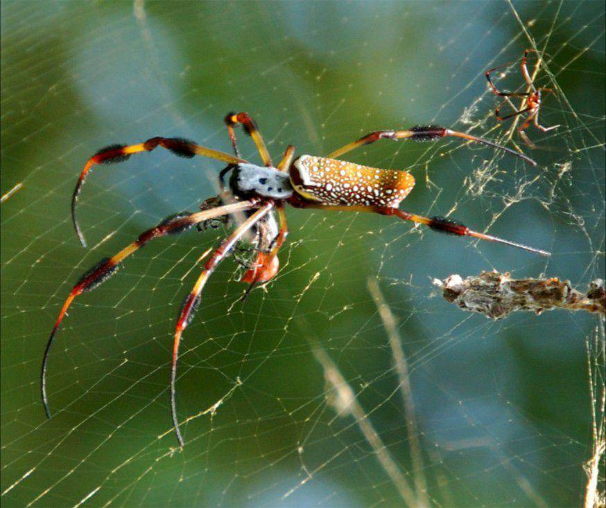 banana spider atau laba-laba pisang (commons.wikimedia.org/Victor Patel)