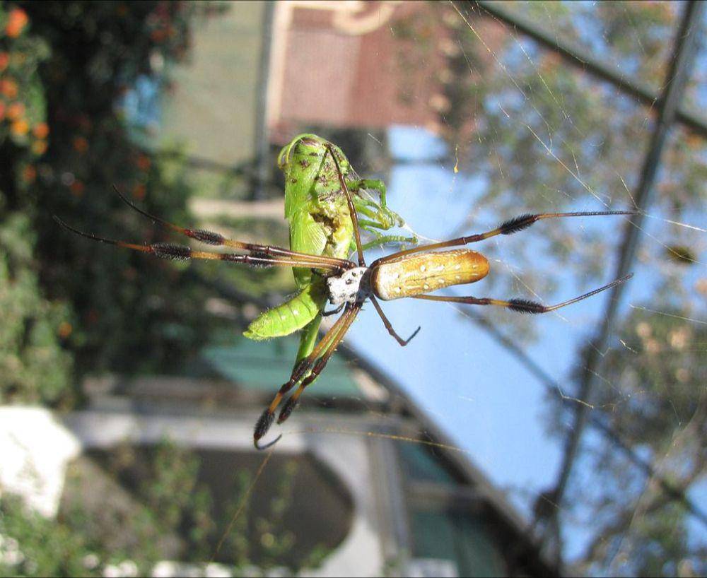 banana spider atau laba-laba pisang (commons.wikimedia.org/Davefoc)