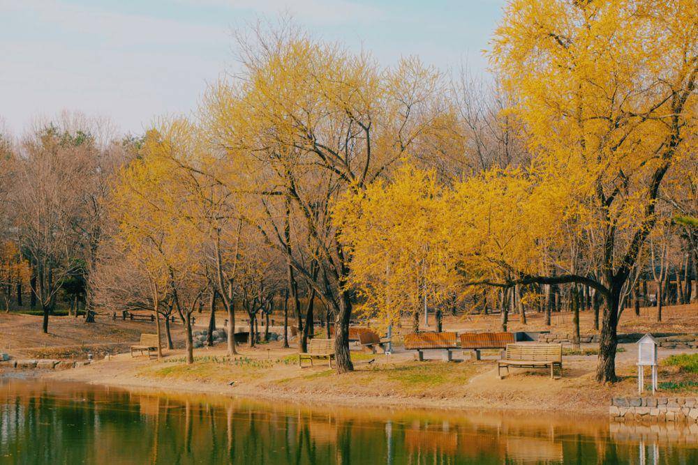 Seoul Forest (unsplash.com/Minku Kang)