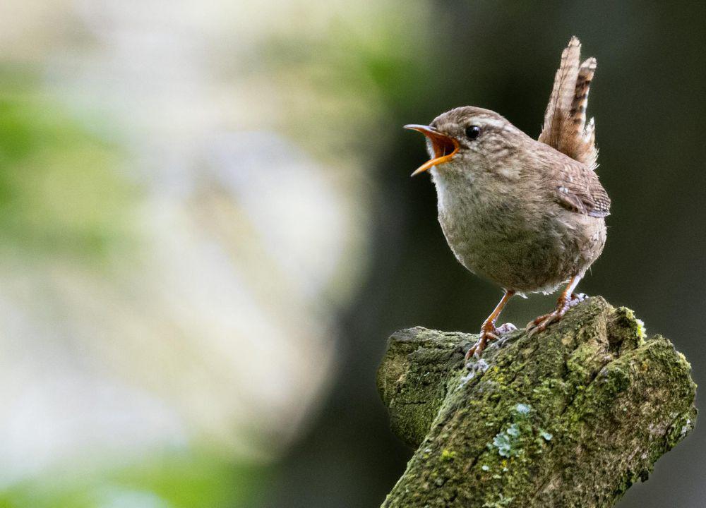 6 Fakta Eurasian Wren, Burung Imut yang Dijuluki Raja Burung