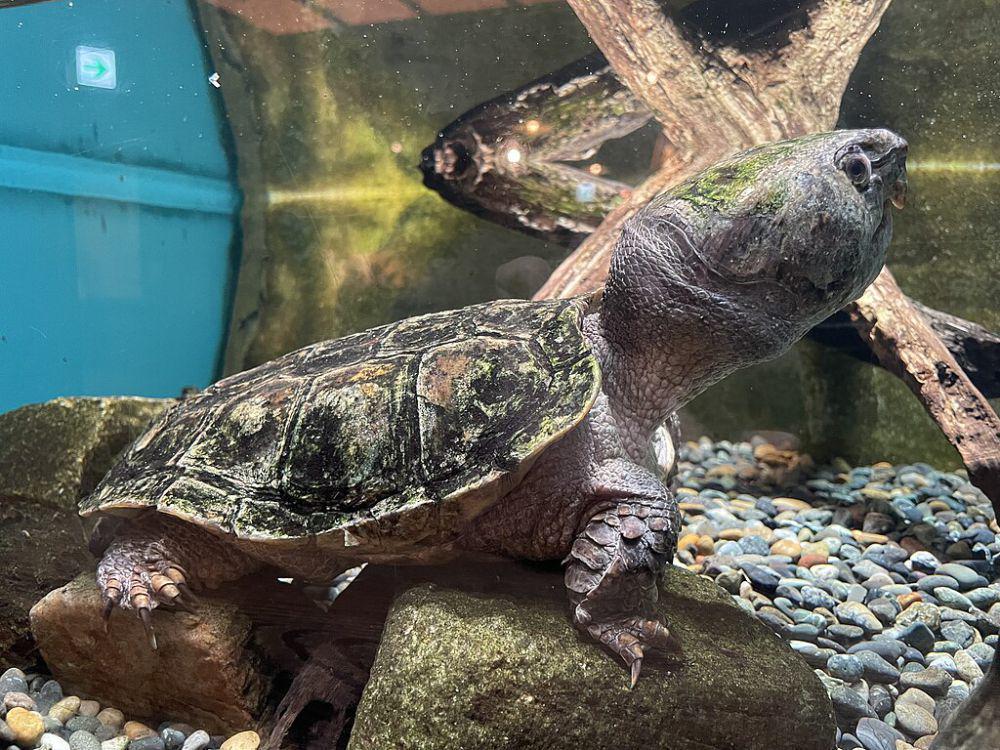 big-headed turtle atau penyu berkepala besar (commons.wikimedia.org/Totti)