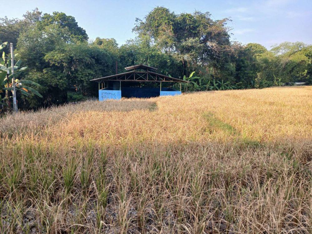 Nestapa Petani Cirebon, Terancam Gagal Panen di Tengah Kemarau