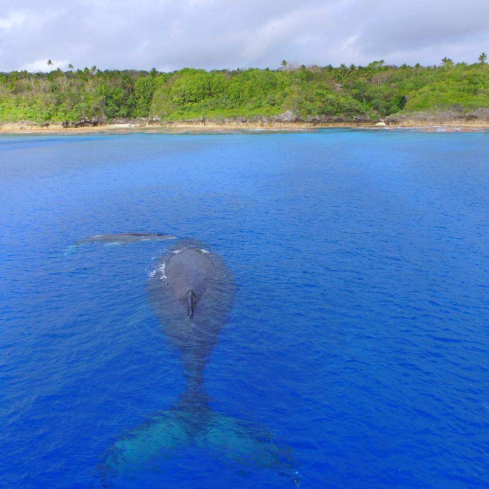 Humpback whale. (instagram.com/niueisland)