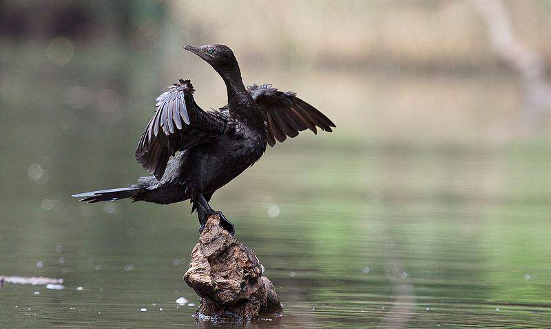 Ilustrasi burung Little Black Cormorant (commons.m.wikimedia.org/Moonlight0551)