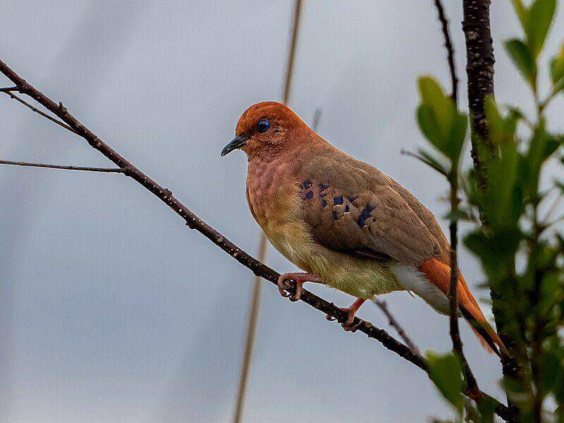 Ilustrasi burung Blue-Eyed Ground Dove (commons.m.wikimedia.org/Hector Bottai)