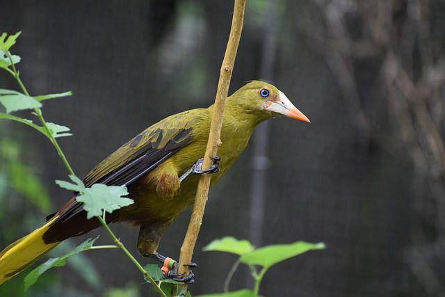 Ilustrasi burung Green Oropendola (pixabay.com/F. Muhammad)