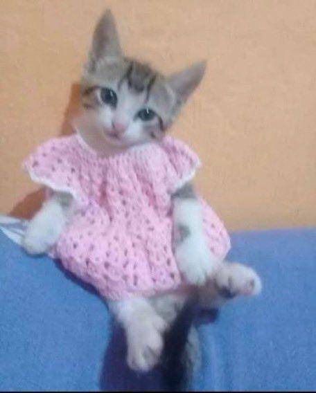 potret lucu kucing mengenakan pakaian rajut (x.com/PostsOfCats)