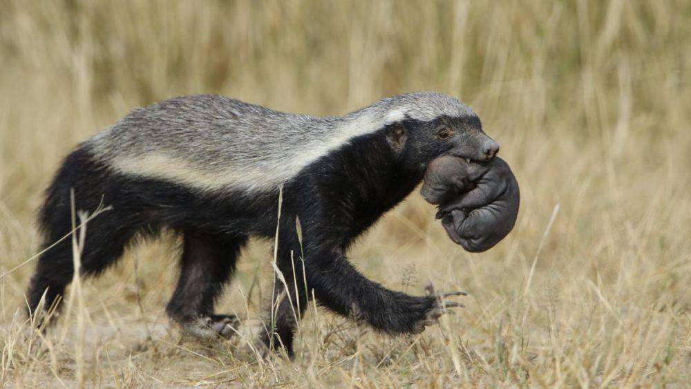 Musang madu menggendong anaknya (indianapublicmedia.org)