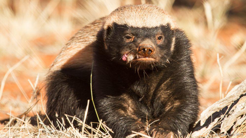 7 Fakta Menarik Musang Madu, Hewan yang Kebal terhadap Bisa Ular!