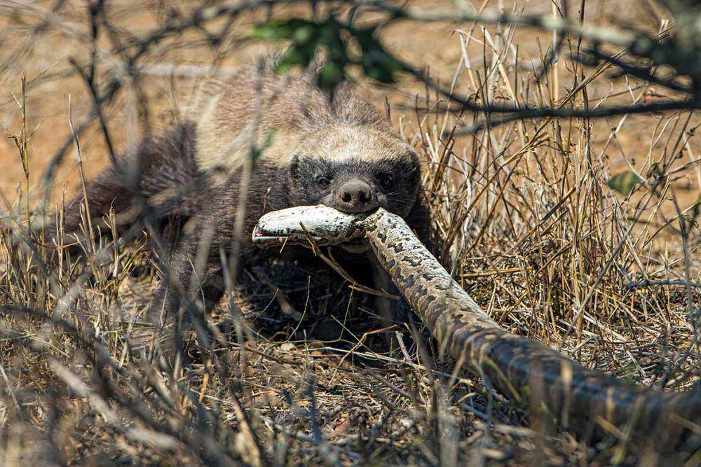 musang madu dan ular (earthtouchnews.com)