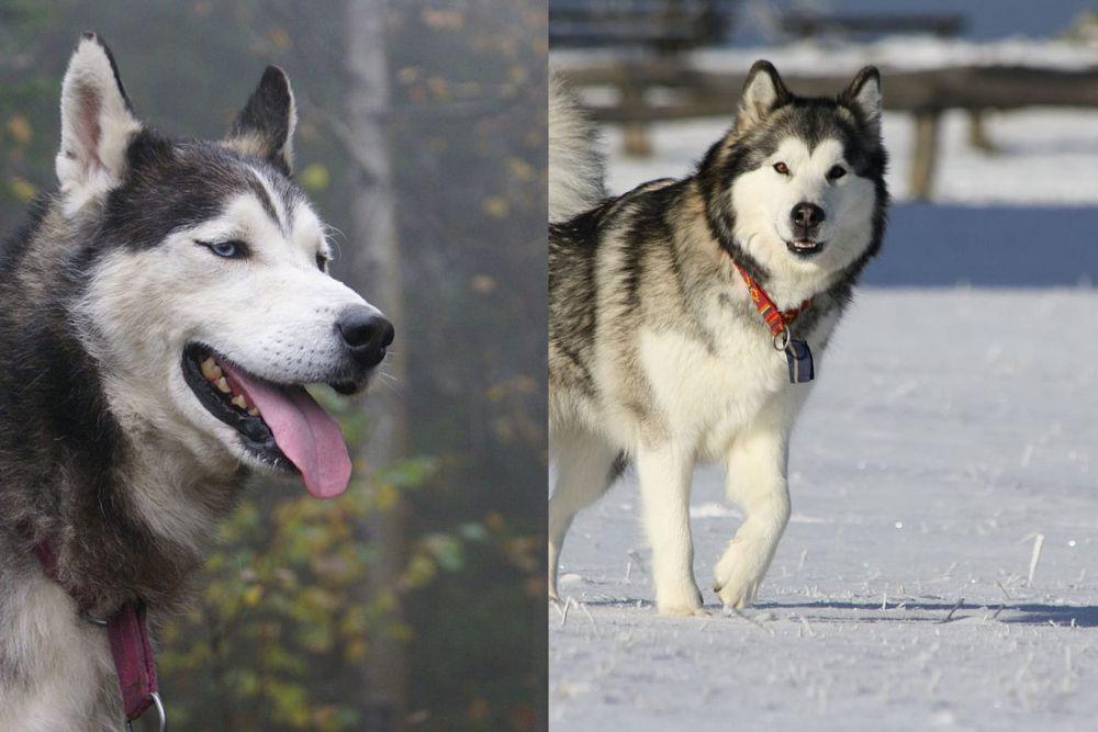 Siberian Husky vs Alaskan Malamute, Mana yang Lebih Mudah Dipelihara?