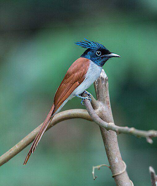 Ilustrasi burung Paradise Flycatcher (commons.m.wikimedia.org/Koshy Koshy)