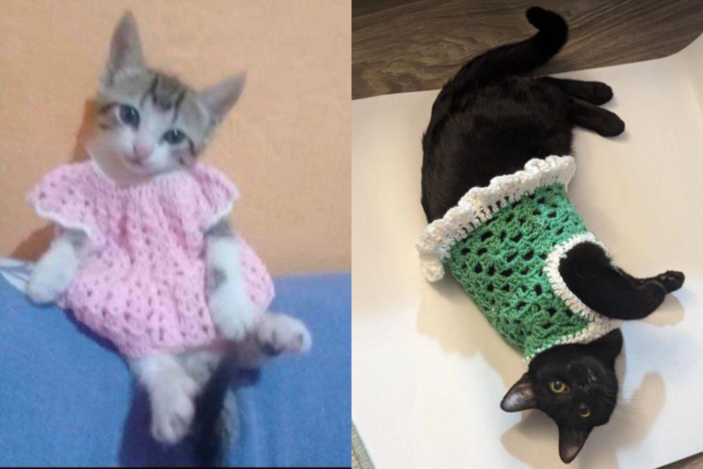 9 Potret Lucu Kucing Mengenakan Pakaian Rajut, Gemasnya Awur-awuran!