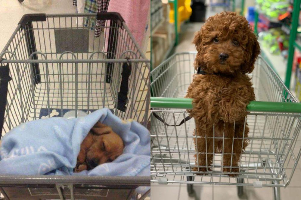 7 Potret Gemas Ekspresi Anjing di Troli Belanja, Ikut Hooman ke Toko