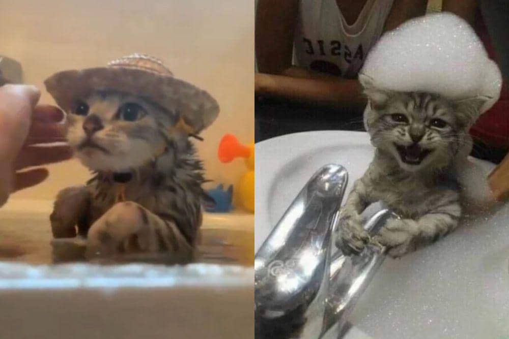 kolase potret hal lucu di atas kepala kucing saat mandi (x.com/catswithaura I reddit.com/Key_Department3777)