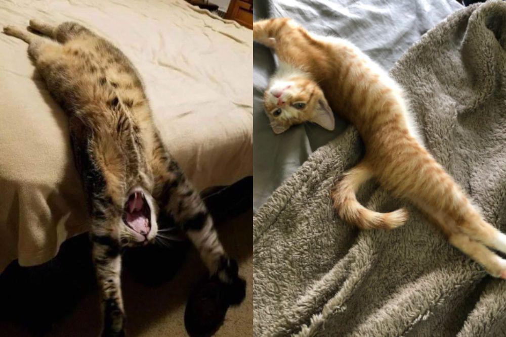 8 Potret Kocak Kucing Peregangan Brutal, Rohnya Sudah kayak Mau Keluar
