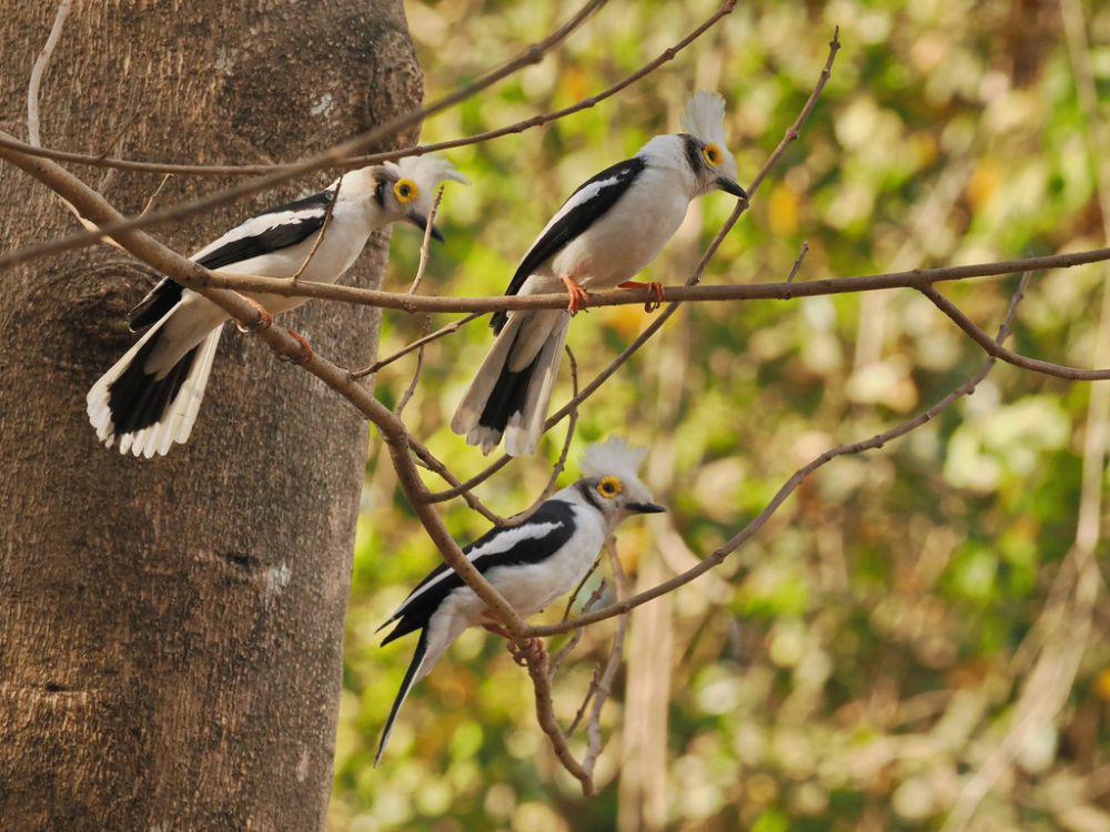 ilustrasi burung white-crested helmetshrike (inaturalist.org/pma)